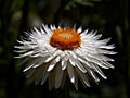 Helichrysum bracteatum IMG_4802 Kocanki ogrodowe